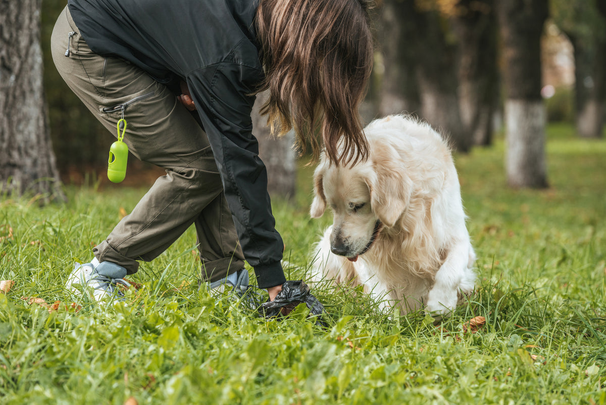 how do you stop puppies eating their poop