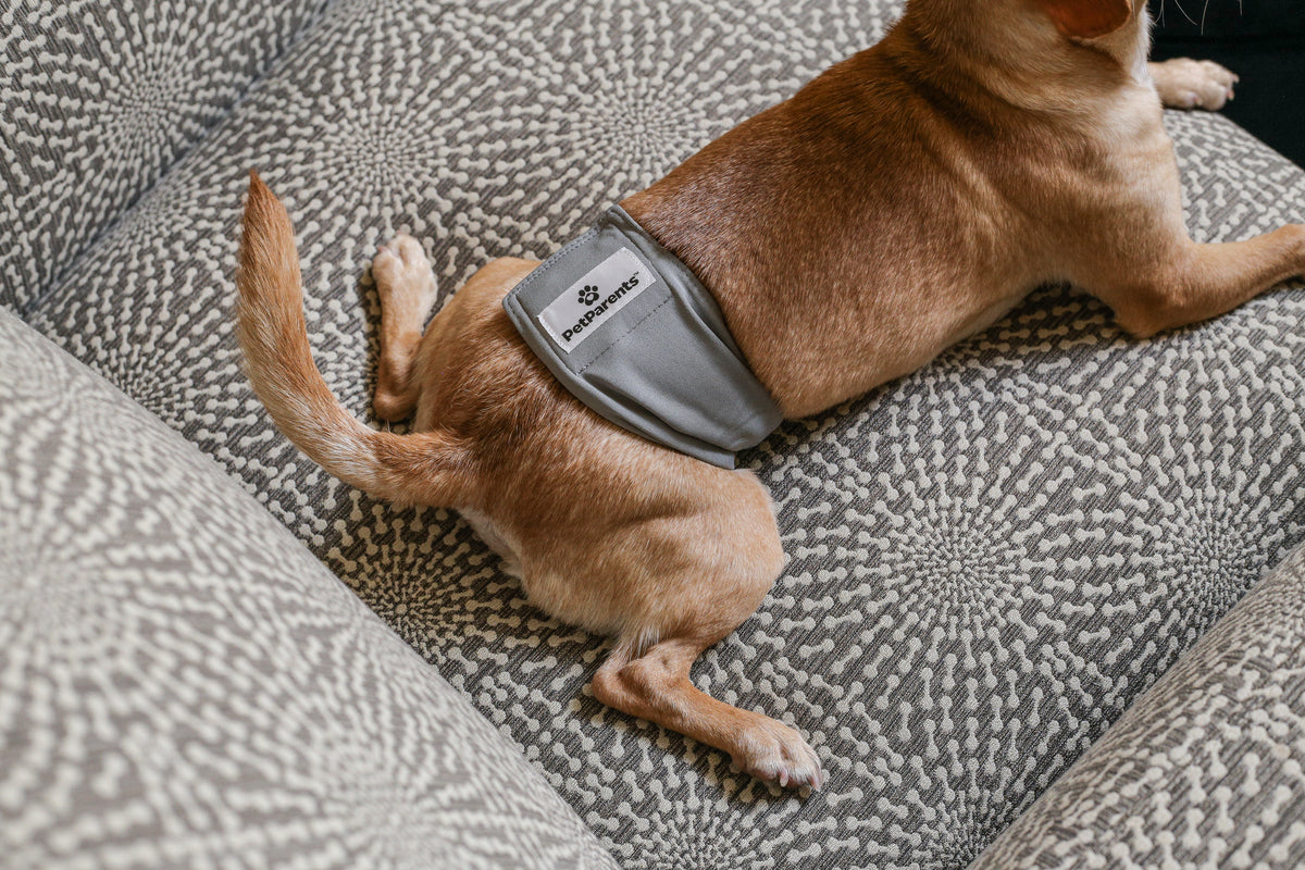 
                
                    The Pet Parents® Guide to Dog Belly Bands | Pet Parents®
                
                
                
			