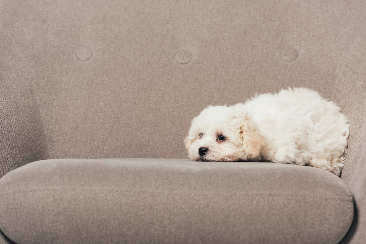 what can cause temporary paralysis in dogs