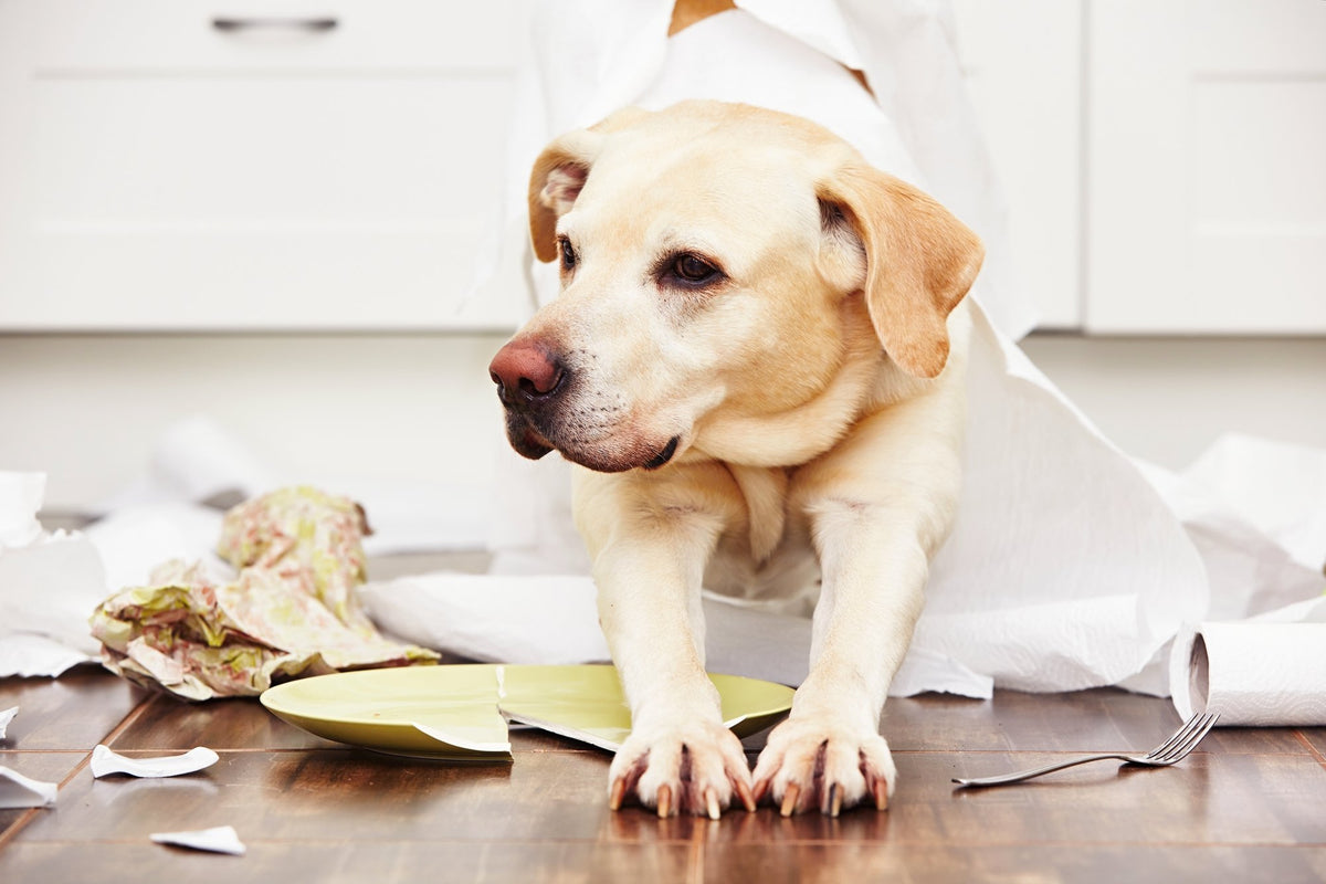 are dog diapers good for puppies