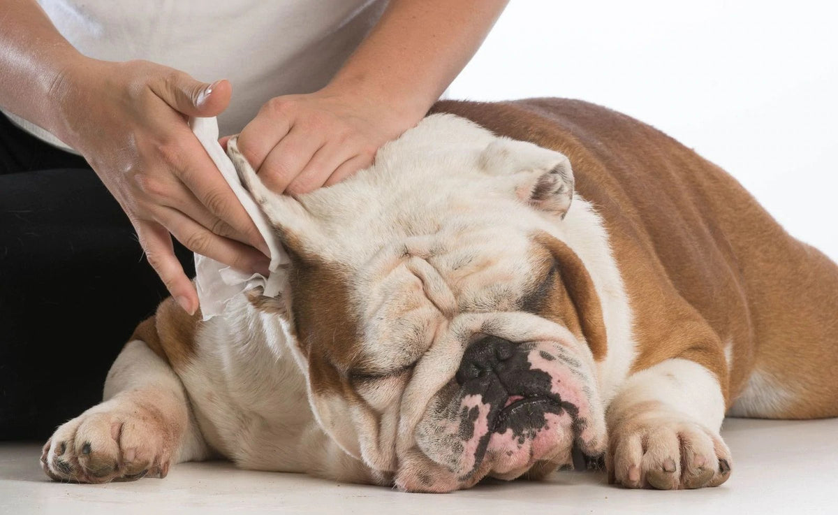 where do ear mites come from in dogs