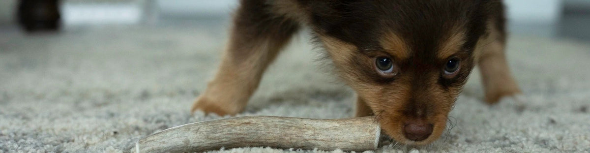 are old antlers good for dogs