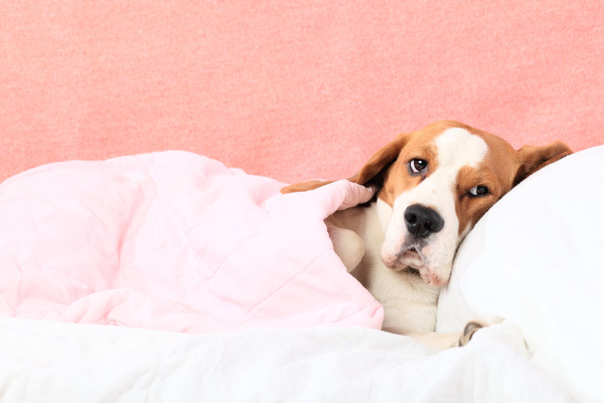 
                
                    How to Reduce Fever in Dogs | Pet Parents®
                
                
                
			