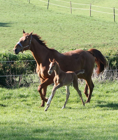 Daff and Foal