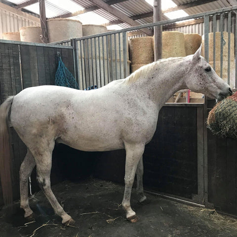 Judith Evans' Peter in stable 2