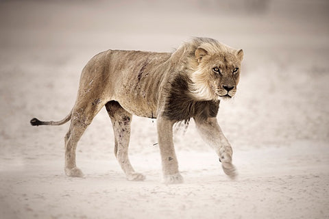 Male lion in dust storm