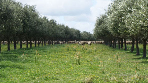 sheep olive grove