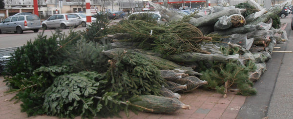 Christmas Trees Waste