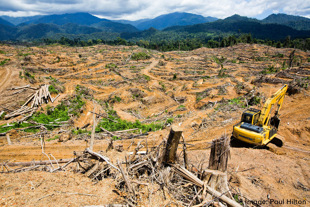 Bulldozer clearing forest Sumatra