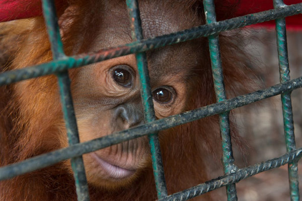Captured Orangutan