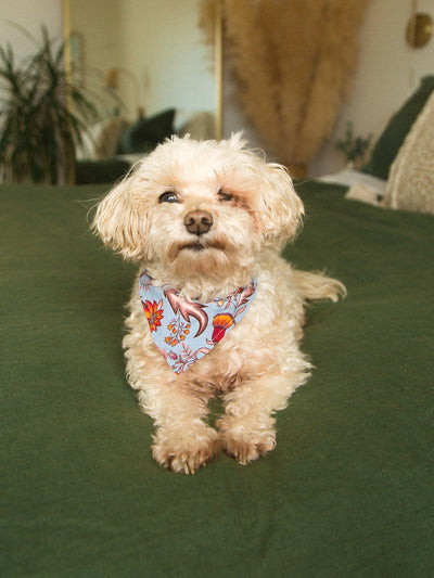 Harlow Dog Bandana