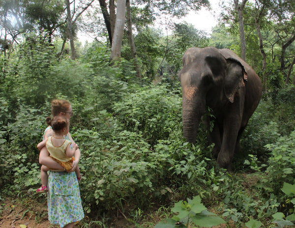 Meeting elephants in Thailand