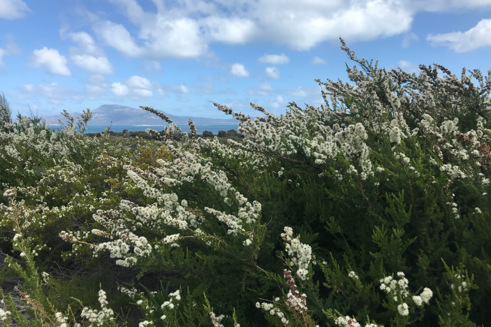 Kunzea ambigua on Flinders Island