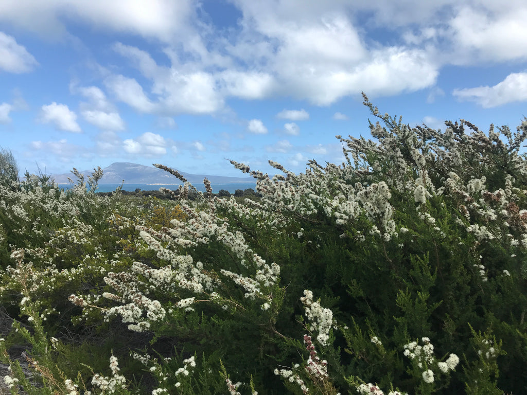 Kunzea ambigua growing wild on Flinders Island, Tasmania