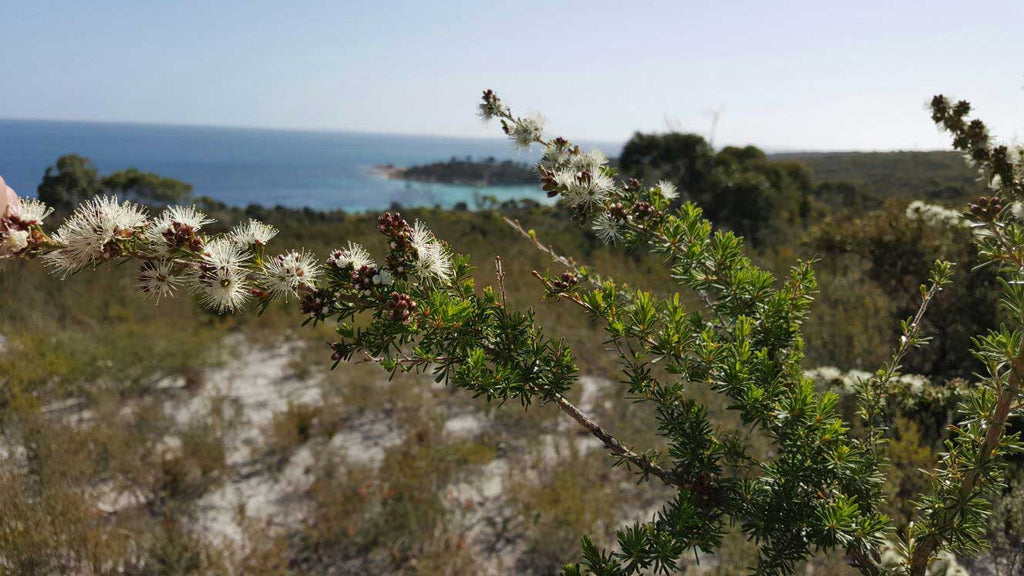 Kunzea ambigua plant in its natural habitat