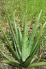 aloe vera - kerstin's nature products