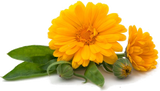 Calendula Flower - Kerstin's Nature Products