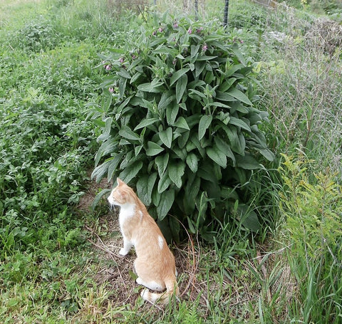 comfrey and cat - kerstin's nature products