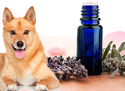 aromatherapy for dogs - kerstins nature products