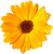 Calendula - Kerstin's Nature Products