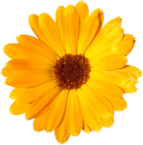 calendula - Kerstin's Nature Products