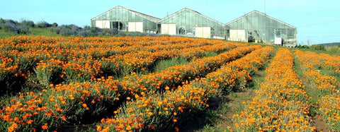 Calendula Field - Kerstin's Nature Products