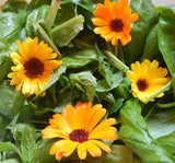 Calendula Salad - Kerstin's Nature Products