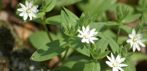 Chickweed- Kerstin's Nature Products