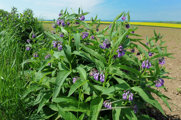 comfrey plant - kerstin's nature products