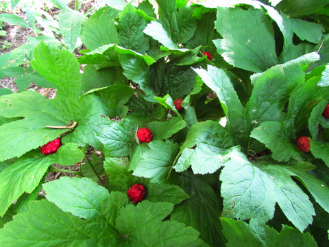 goldenseal - Kerstin's Nature Products