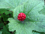 goldenseal - Kerstin's Nature Products