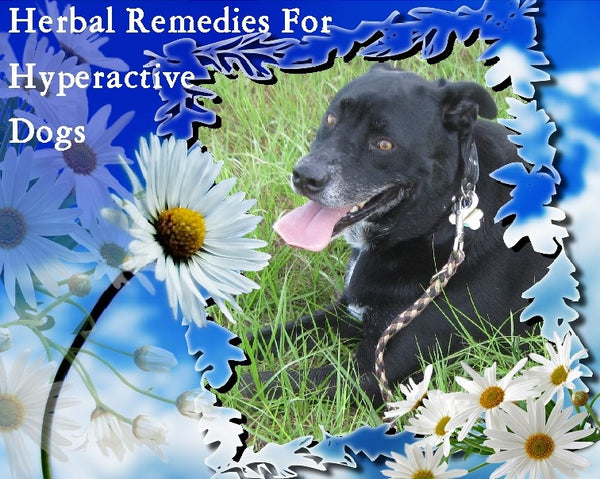 herbal remedies for hyperactive dogs - kerstins natureproducts