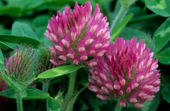 Red Clover