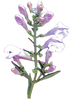 skullcap - kerstins nature products