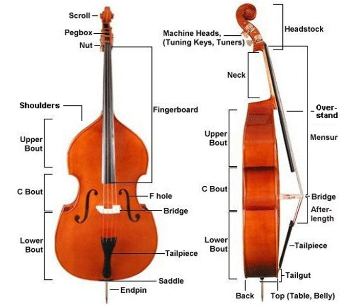 How to set up an upright bass (Double Bass) –