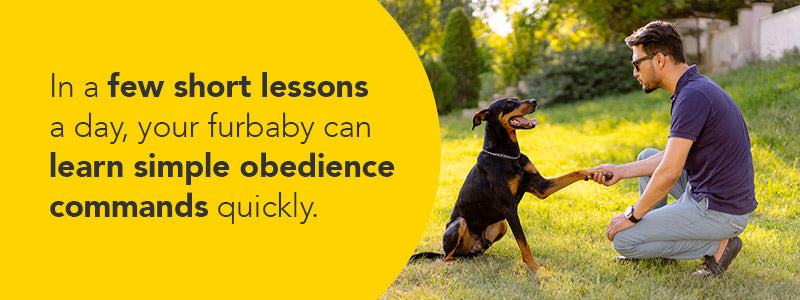 simple obedience commands for the holidays