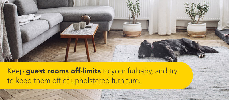 keep your dog off upholstered furniture for the holidays