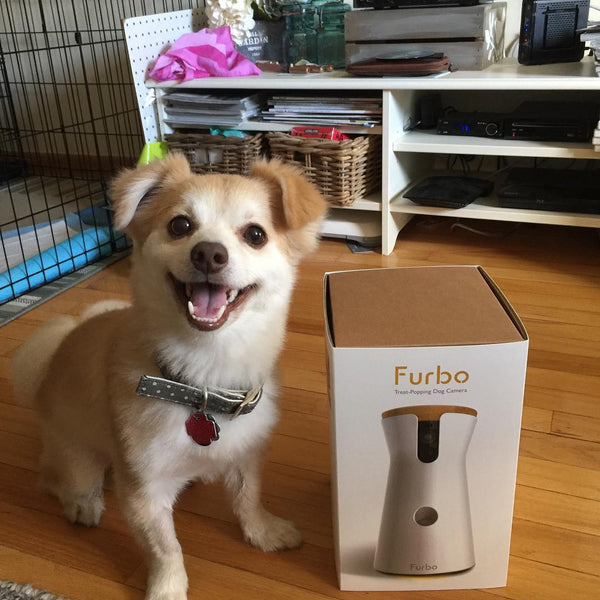 Dog smiling with furbo