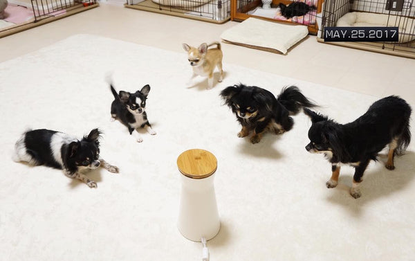 5 dogs standing around furbo