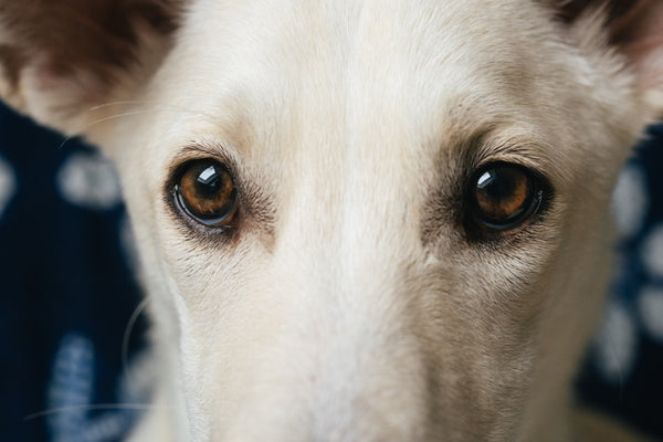 close up of white dog eyes