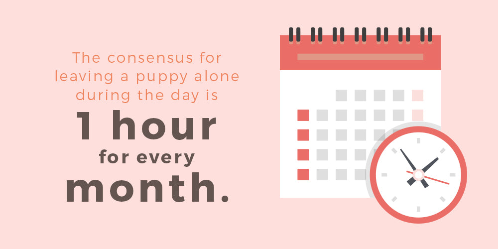 a puppy should only be left alone for 1 hour every month