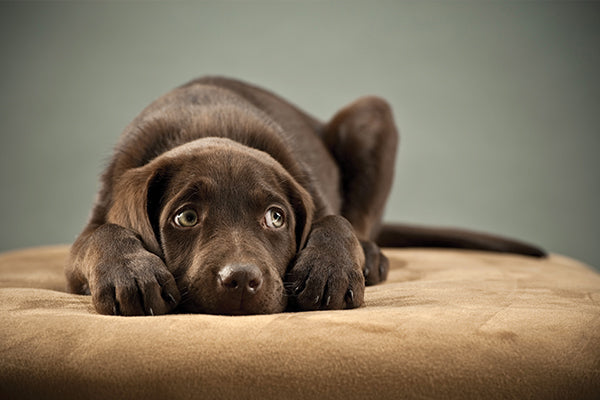 scared chocolate lab puppy waiting for owner to come home