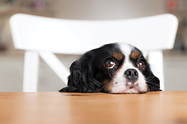 bored puppy waiting for owner