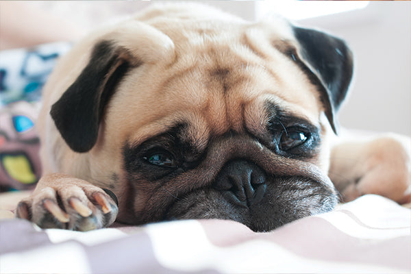 sad pug waiting for human