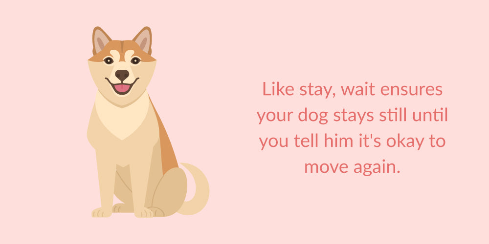 teach your dog to wait