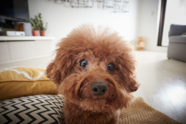 toy-poodle-look-into-camera