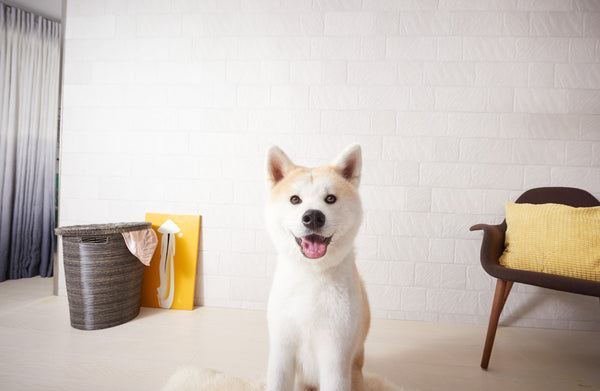 Akita dog smiling at the camera