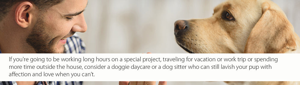 doggie-sitter-daycare