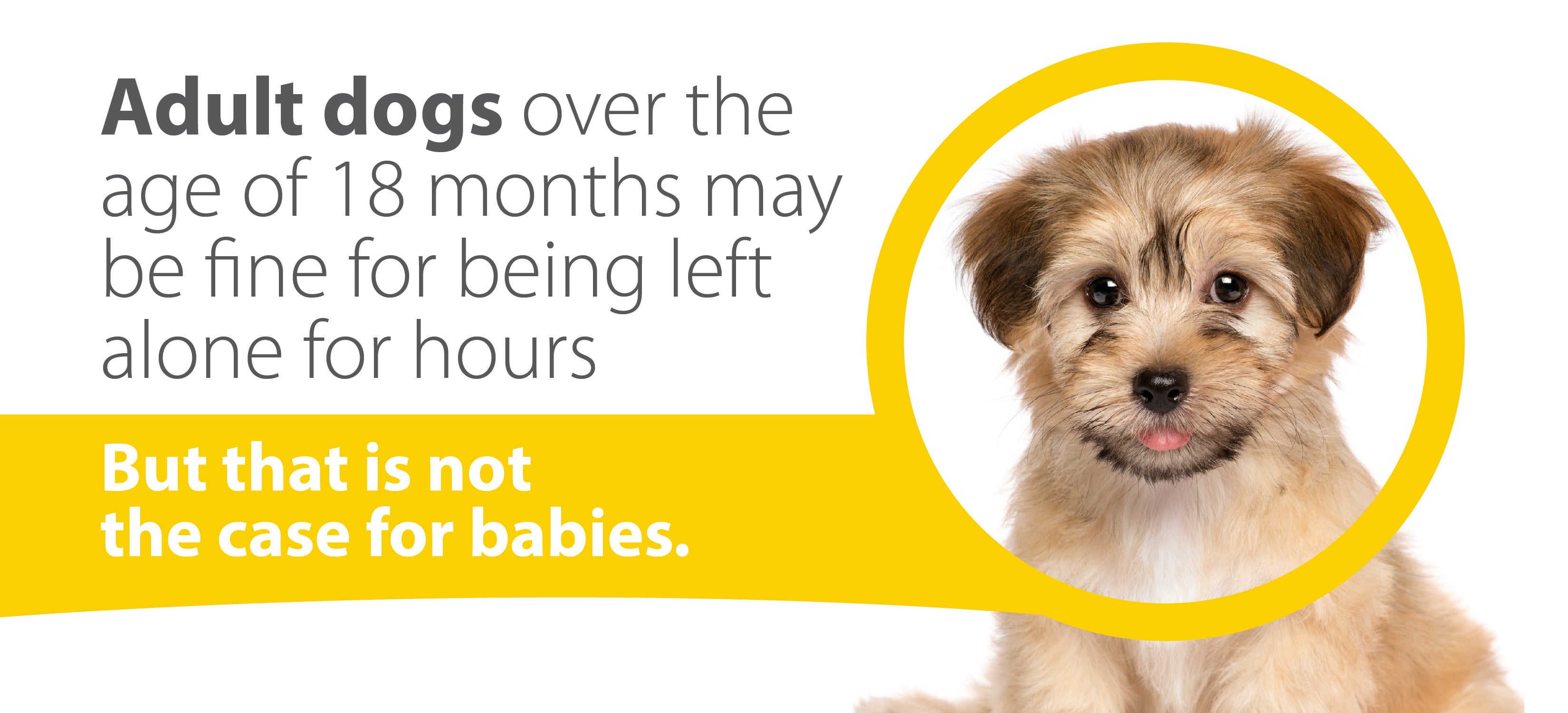 adult dogs over 18 months are fine for being left alone for hours