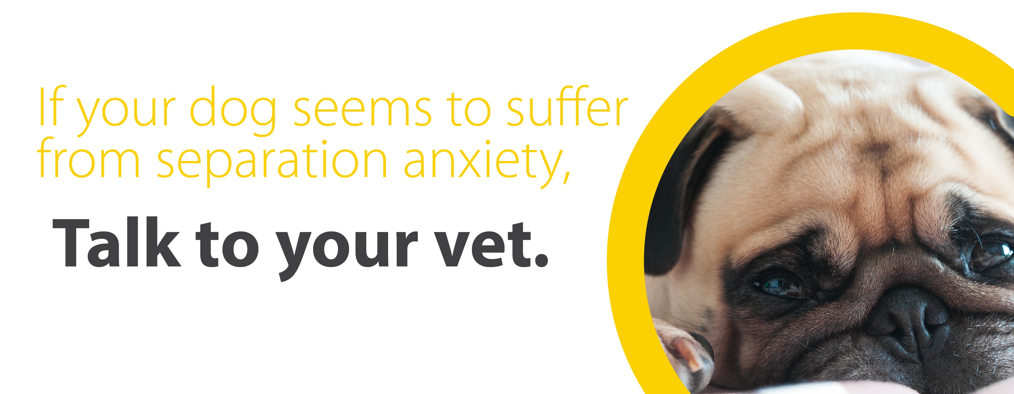 if your dog suffers from separation anxiety talk to your vet